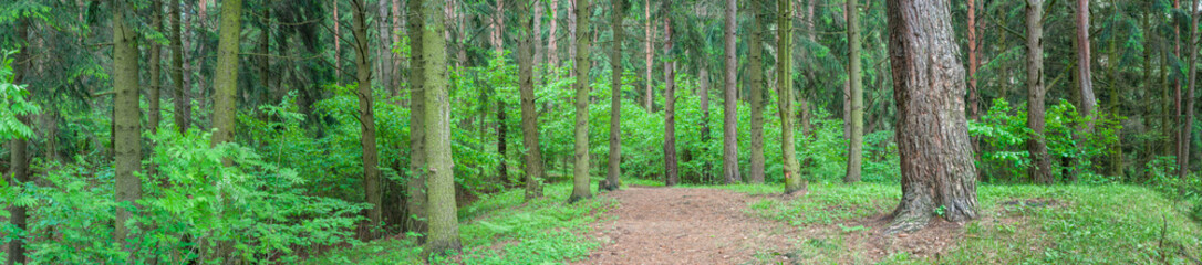 forest landscape. panoramic view of the spring forest