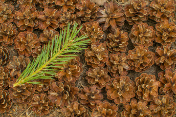 Fototapeta premium Pine branch on pine cones background. Forest floor