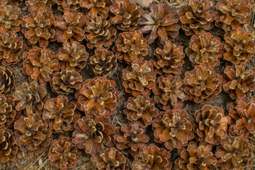 Mini pine cones organized next to each other top view 
