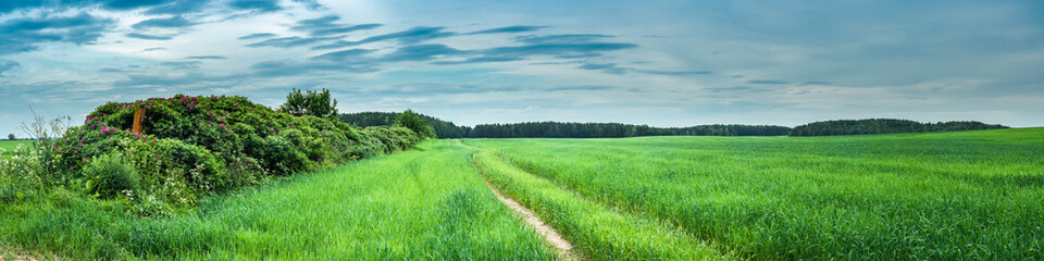 Fototapeta premium summer rural landscape. panoramic view of a green agricultural field with a bush along a dirt road