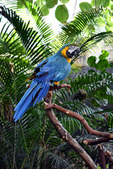Macaw