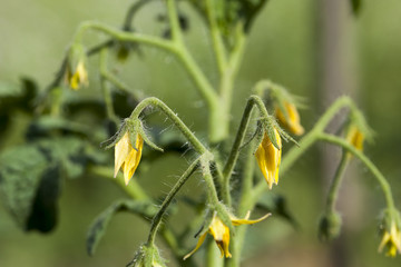 tomato flowers