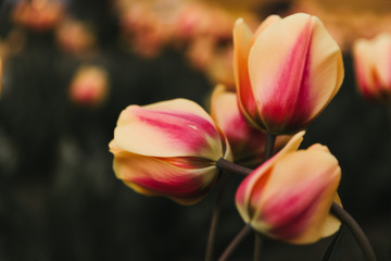 Tulip Friends