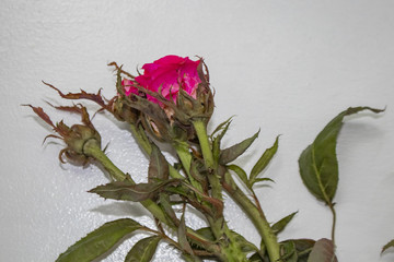 A rose from a bush infected with a virus called rose rosette spread by tiny mites carried by the...