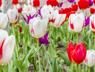 Multi colored tulips in field