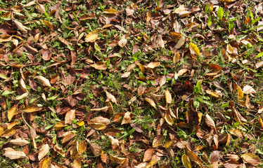 dry orange foliage