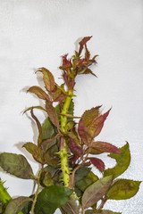 A rosebud from a bush infected with a virus called rose rosette spread by tiny mites carried by the...