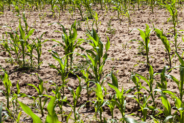 Fototapeta na wymiar green corn