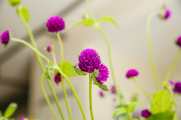 Purple flowers background