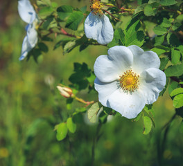 Obraz premium park in the suburbs of St. Petersburg in the summer