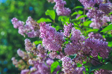 blooming lilacs in the garden closeup
