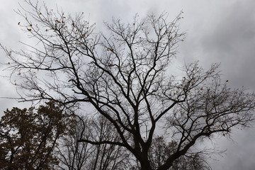 Fototapeta na wymiar high oak tree