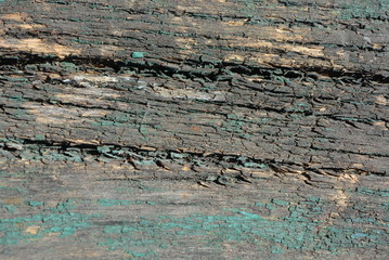 The old board with its structure is a rough form of a coarsened tree with a green, dried old paint