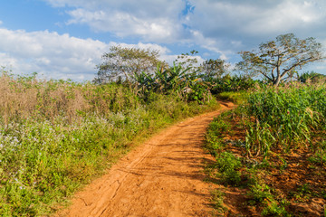 Fototapeta na wymiar Road across fields in Guasasa valley near Vinales, Cuba