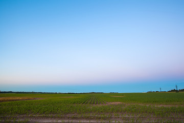 evening landscape with a twilight sky over a young corn field on a farm