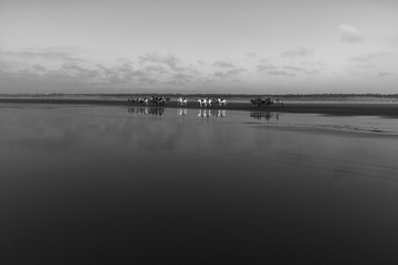 Horses on the Beach