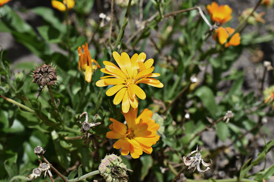 yellow spring
