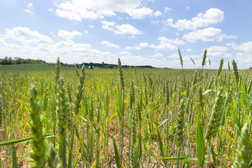 field with green cereals