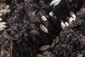 details of grains