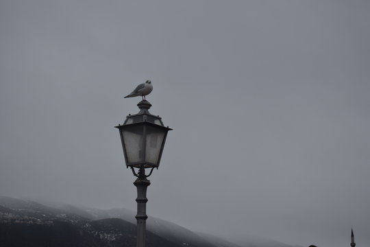 seagull on the lapm