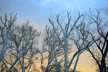 Obraz premium branches