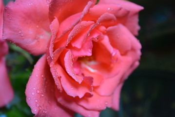Drops of water on the fluffy bud of the orange rose alley with beautiful lebesque
