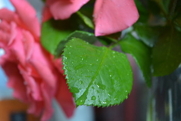Green rose leaves with water under the light art