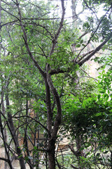  Mountain scenery in hunan, China