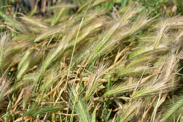 Spikes of wild grass in the sun light of green and yellow straw