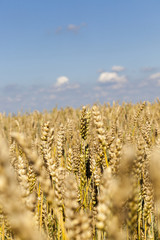 field with cereals