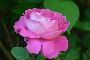 Beautiful pink rose neatly relaxed against a background of green leaves of flowers