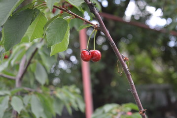 Beautiful large berries and bunches of cherries under the green leaves of sweet cherry and fruit on the branches of a tree
