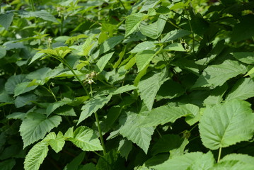 Beautiful raspberry bushes with faded raspberry flowers with young leaves