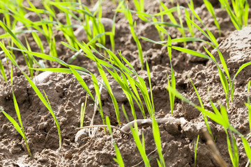 green wheat