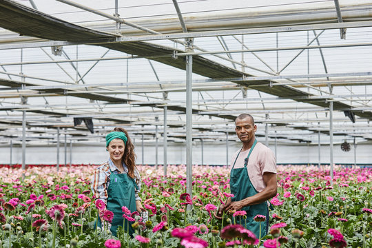 Portrait Of Florists Amidst Daisies At Greenhouse