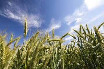 Obraz premium green wheat