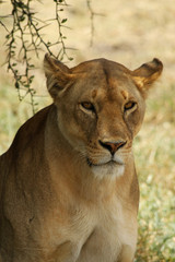 Sitting Lioness