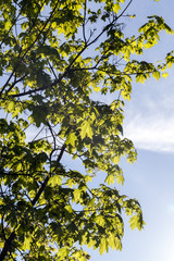 maple tree