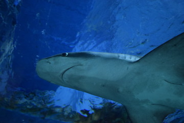 Naklejka premium shark