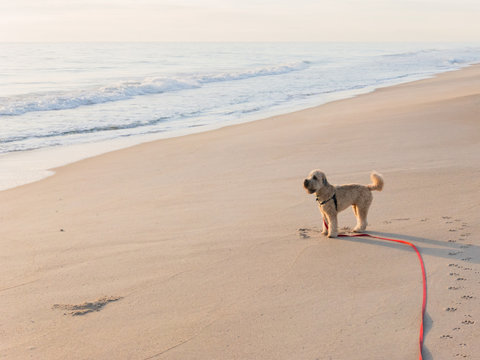 Dog on a longe line on the beach in Florida