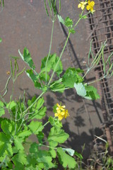 Yellow flowers of celandine on the background of a metal sheet and a metal grid with a grating in the sunlight