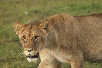 Fototapeta premium Intense Mother Lioness