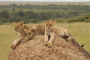 Triplet Lion Cubs