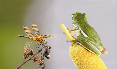 Obraz premium Focus Stacked Image of a Green Tree Frog Eyeing a Halloween Pennant Dragon Fly