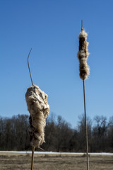 Cattails 