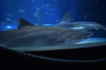Fototapeta premium shark