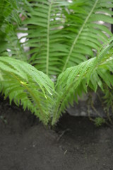 Beautiful bright green fern leaves, very contrasting and interesting