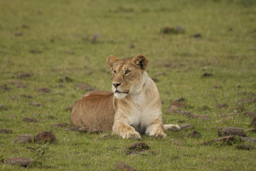 Lioness Scoping Out the Plains