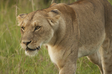 Naklejka premium Tired Mother Lioness
