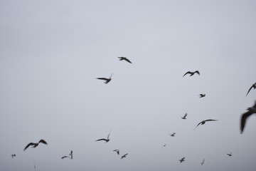 birds flying